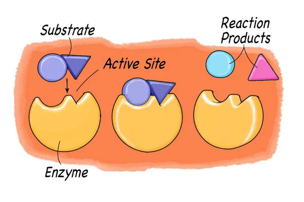 What Are Enzymes ?